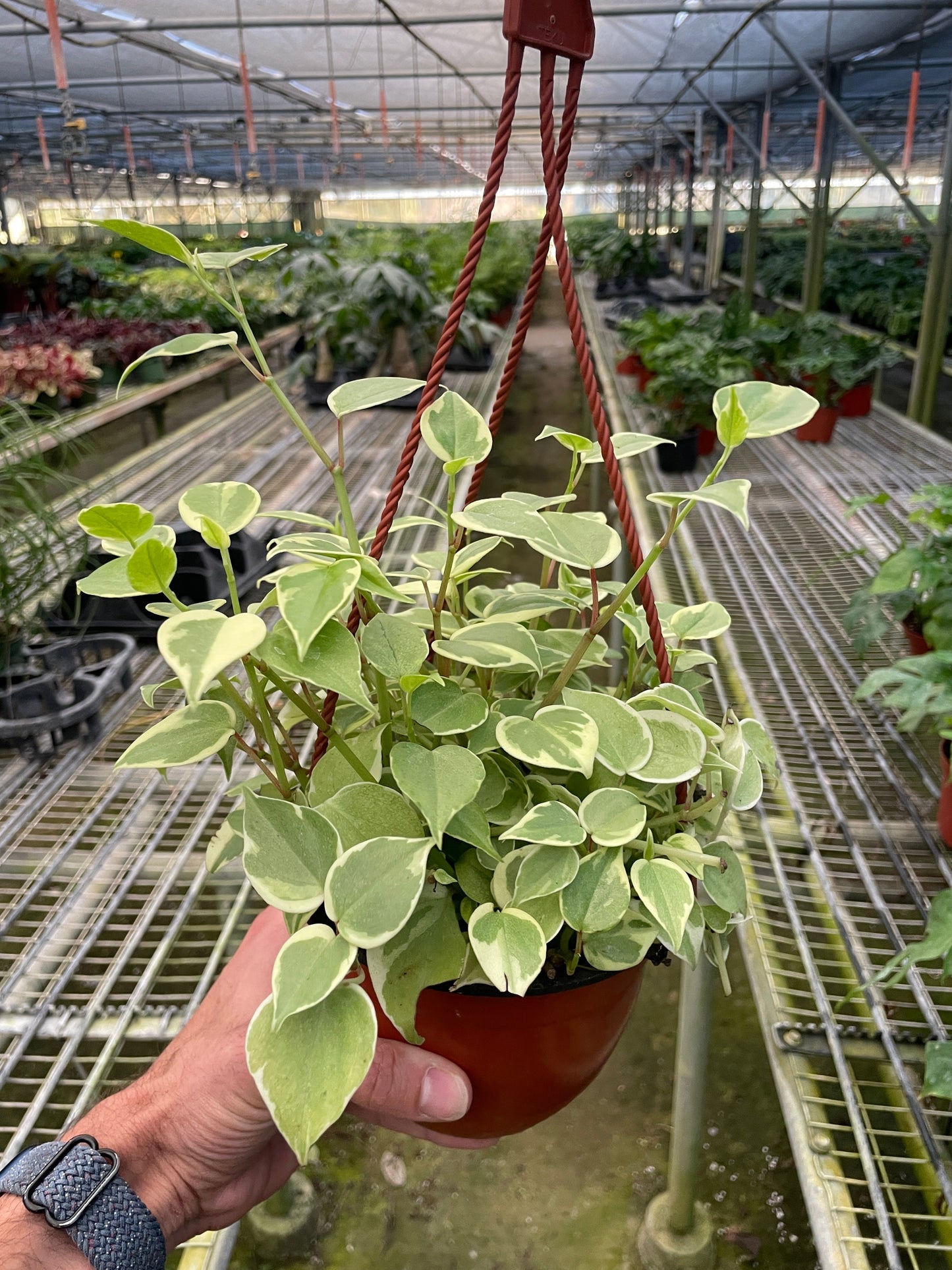 Peperomia 'Cupid' House Plant Dropship Botani Haven
