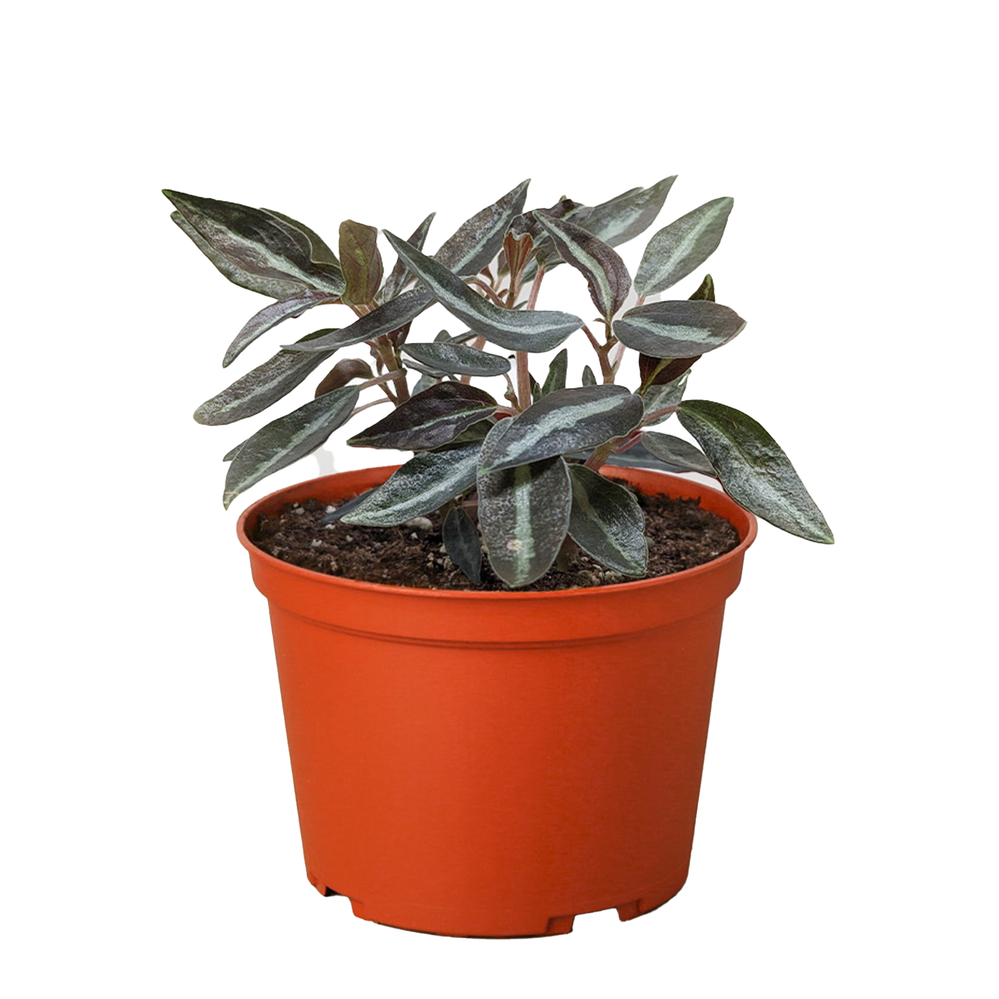 Peperomia 'Metallica' House Plant Dropship Botani Haven