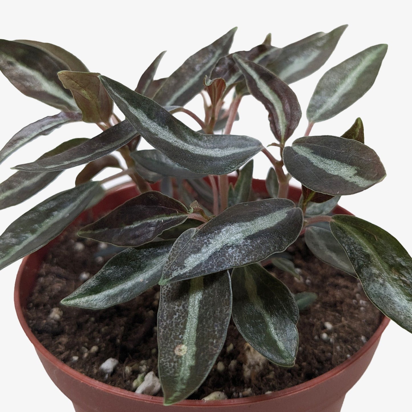 Peperomia 'Metallica' House Plant Dropship Botani Haven