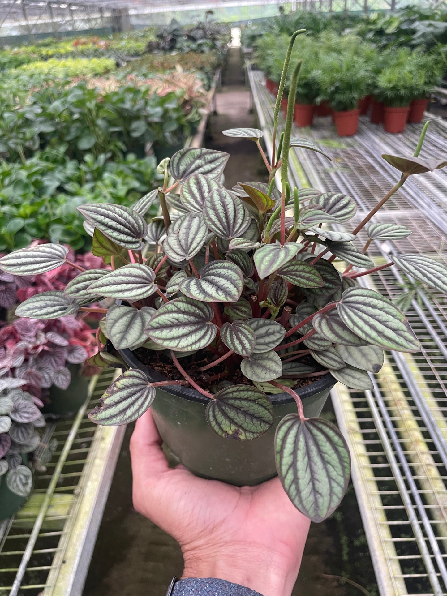 Peperomia 'Picollo Banda' House Plant Dropship Botani Haven