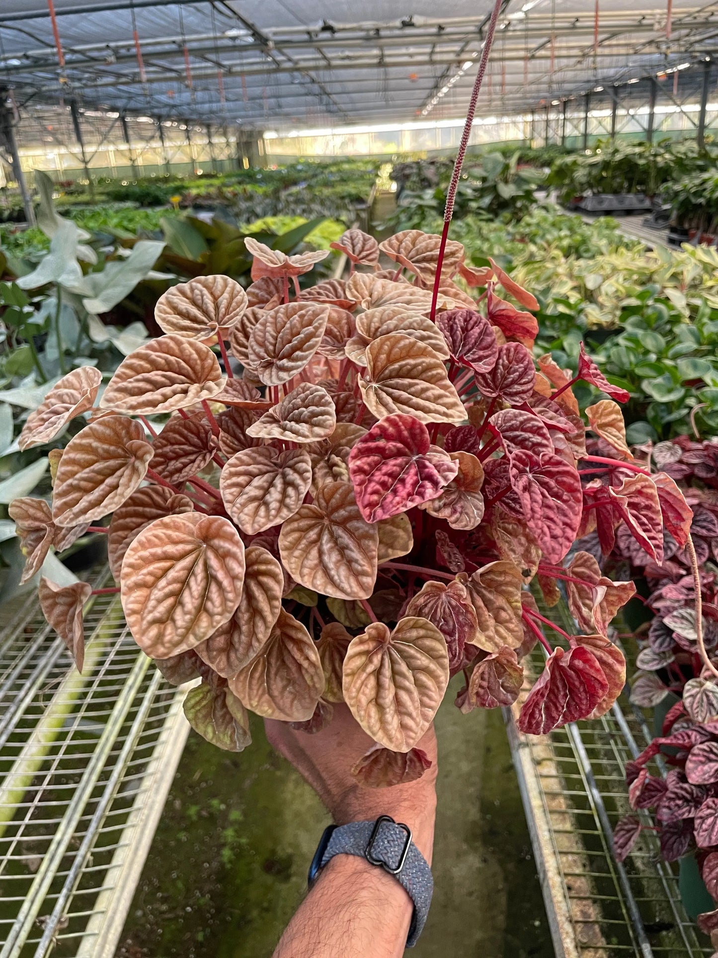 Peperomia 'Quito' House Plant Dropship Botani Haven