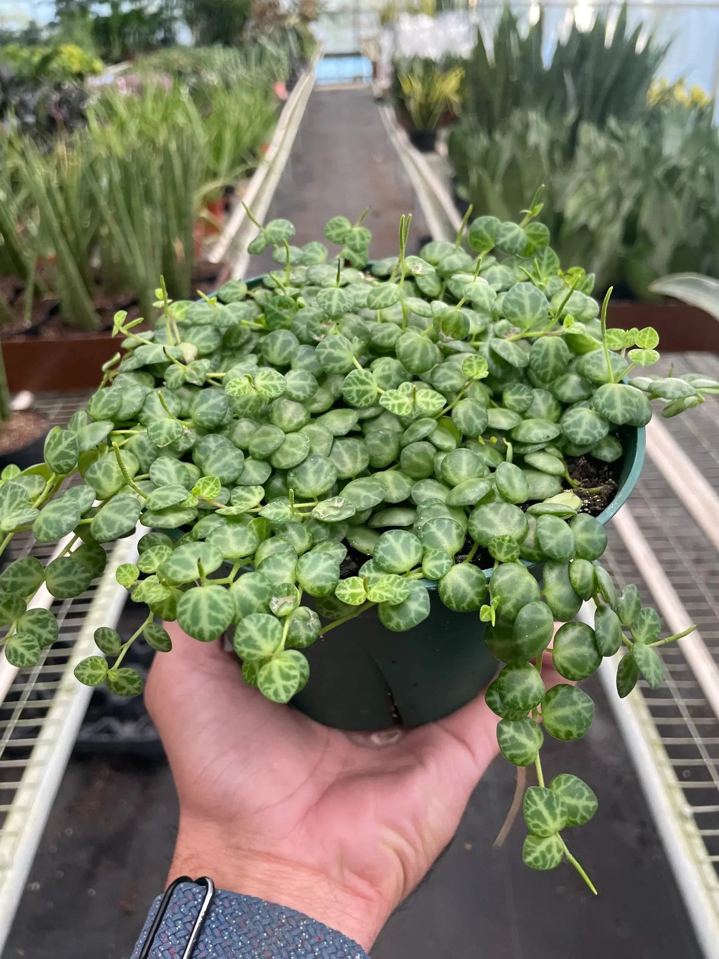 Peperomia Prostrata 'String of Turtles' House Plant Dropship Botani Haven