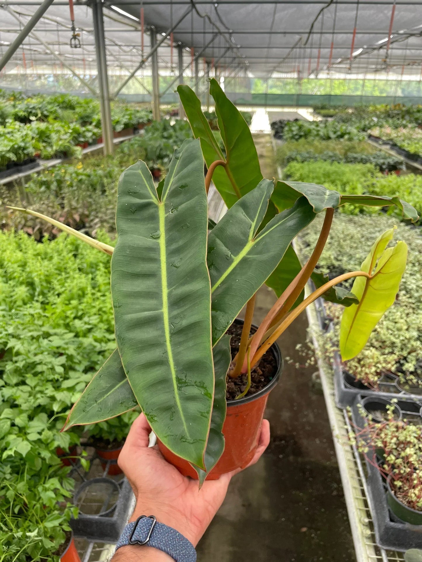 Philodendron 'Billietiae' House Plant Dropship Botani Haven