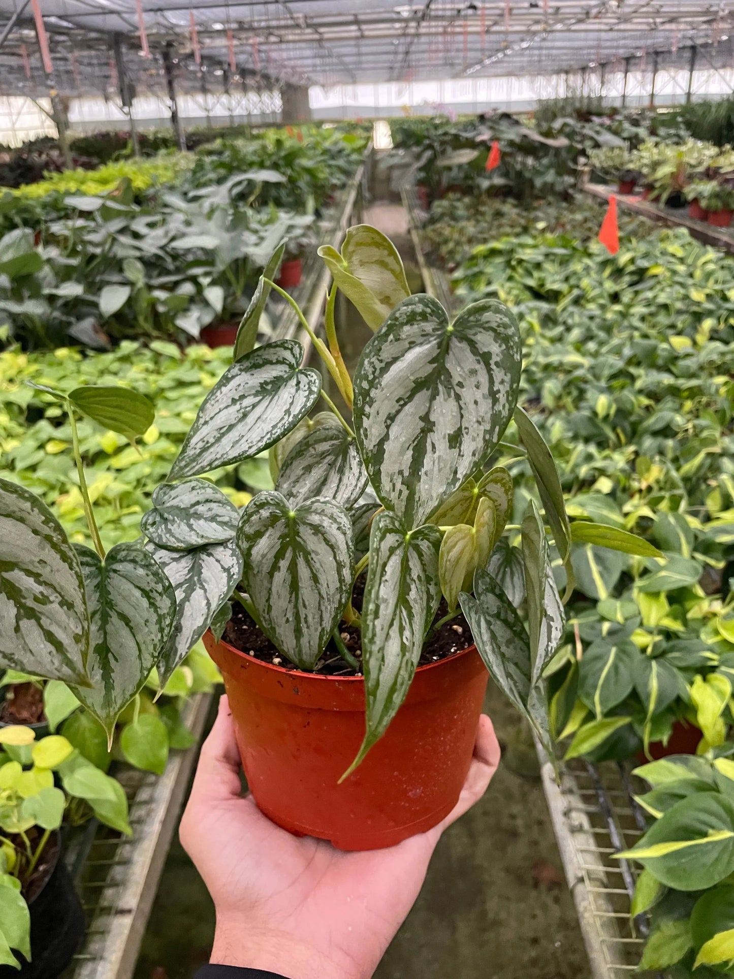 Philodendron 'Brandi' House Plant Dropship Botani Haven