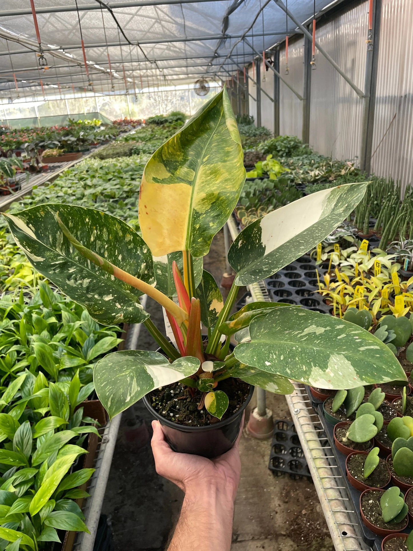 Philodendron 'Congo Green Variegated' House Plant Dropship Botani Haven