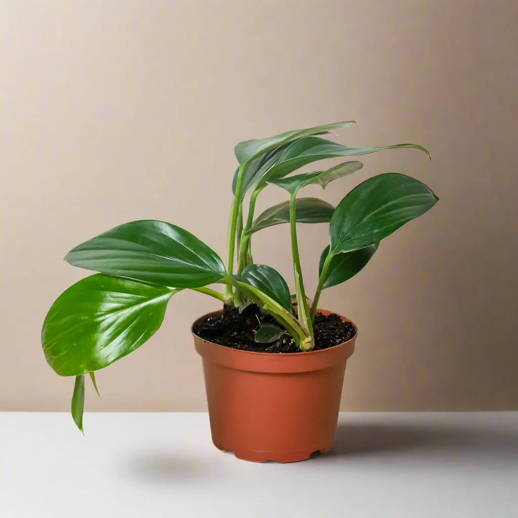 Philodendron 'Dragon Tail' House Plant Dropship Botani Haven