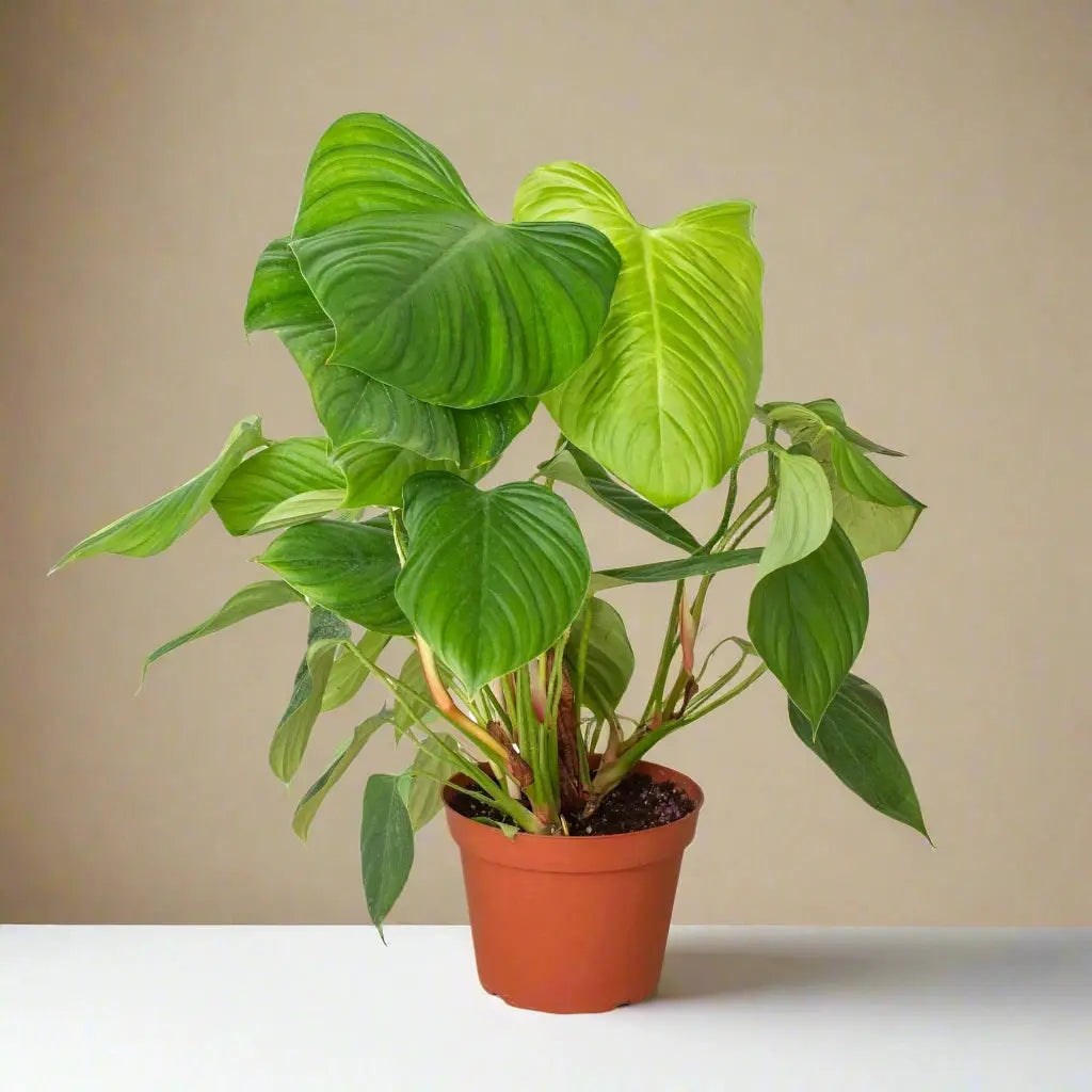 Philodendron 'Fuzzy Petiole' House Plant Dropship Botani Haven