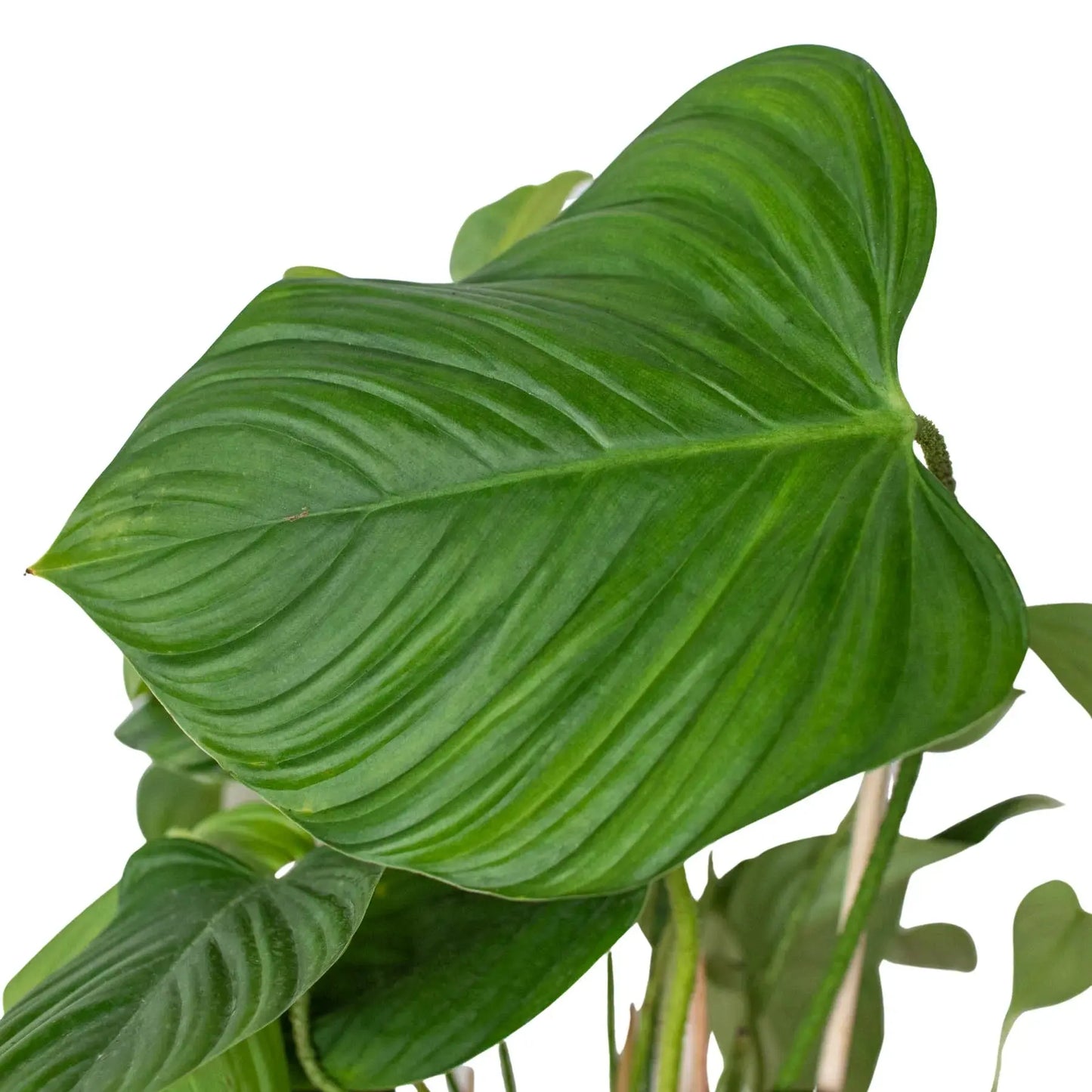 Philodendron 'Fuzzy Petiole' House Plant Dropship Botani Haven