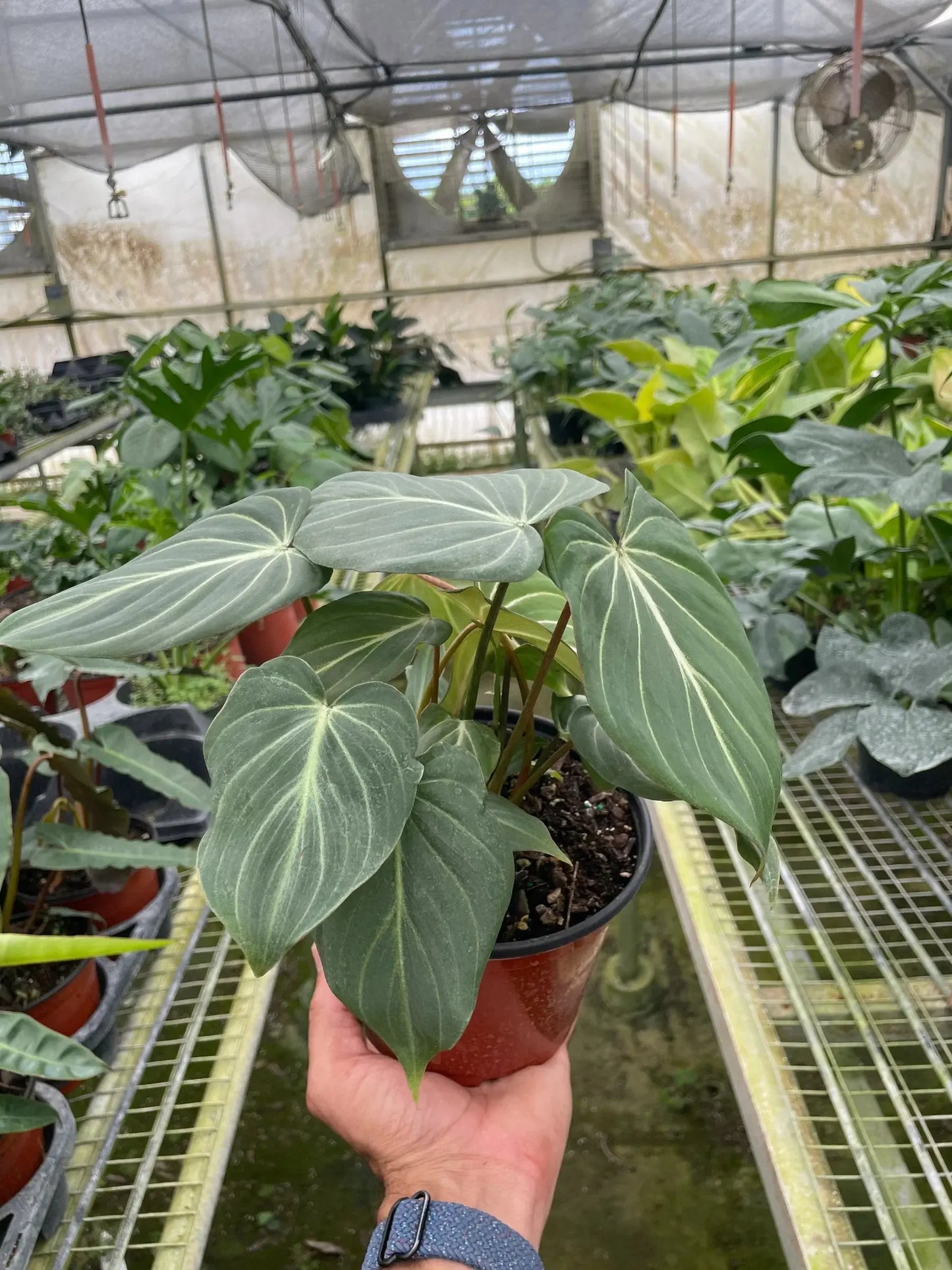 Philodendron 'Gloriosum' House Plant Dropship Botani Haven