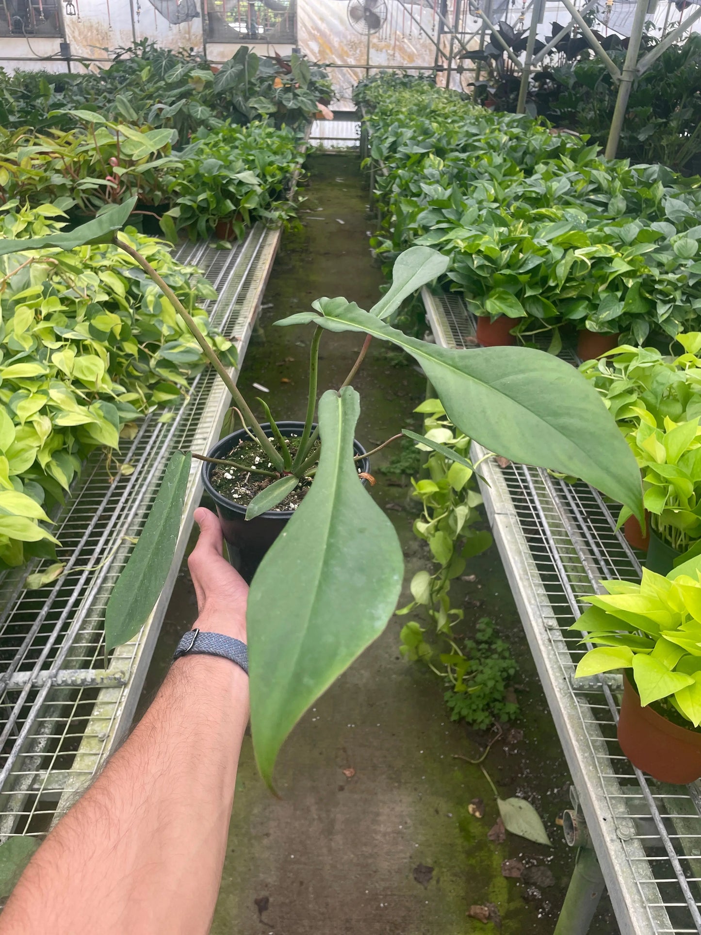 Philodendron 'Joepii' House Plant Dropship Botani Haven