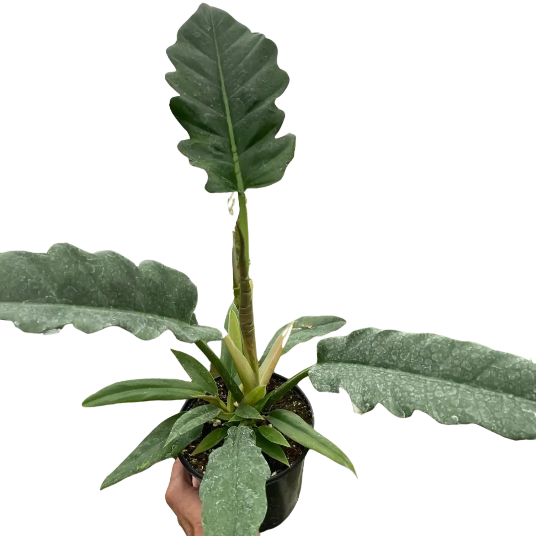 Philodendron 'Jungle Boogie' House Plant Dropship Botani Haven