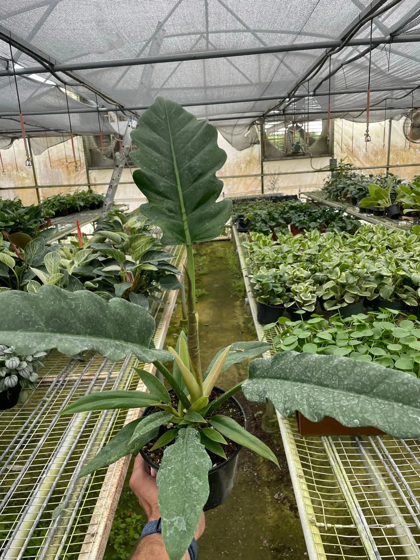 Philodendron 'Jungle Boogie' House Plant Dropship Botani Haven