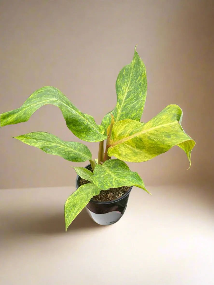 Philodendron 'Orange Marmalade' House Plant Dropship Botani Haven