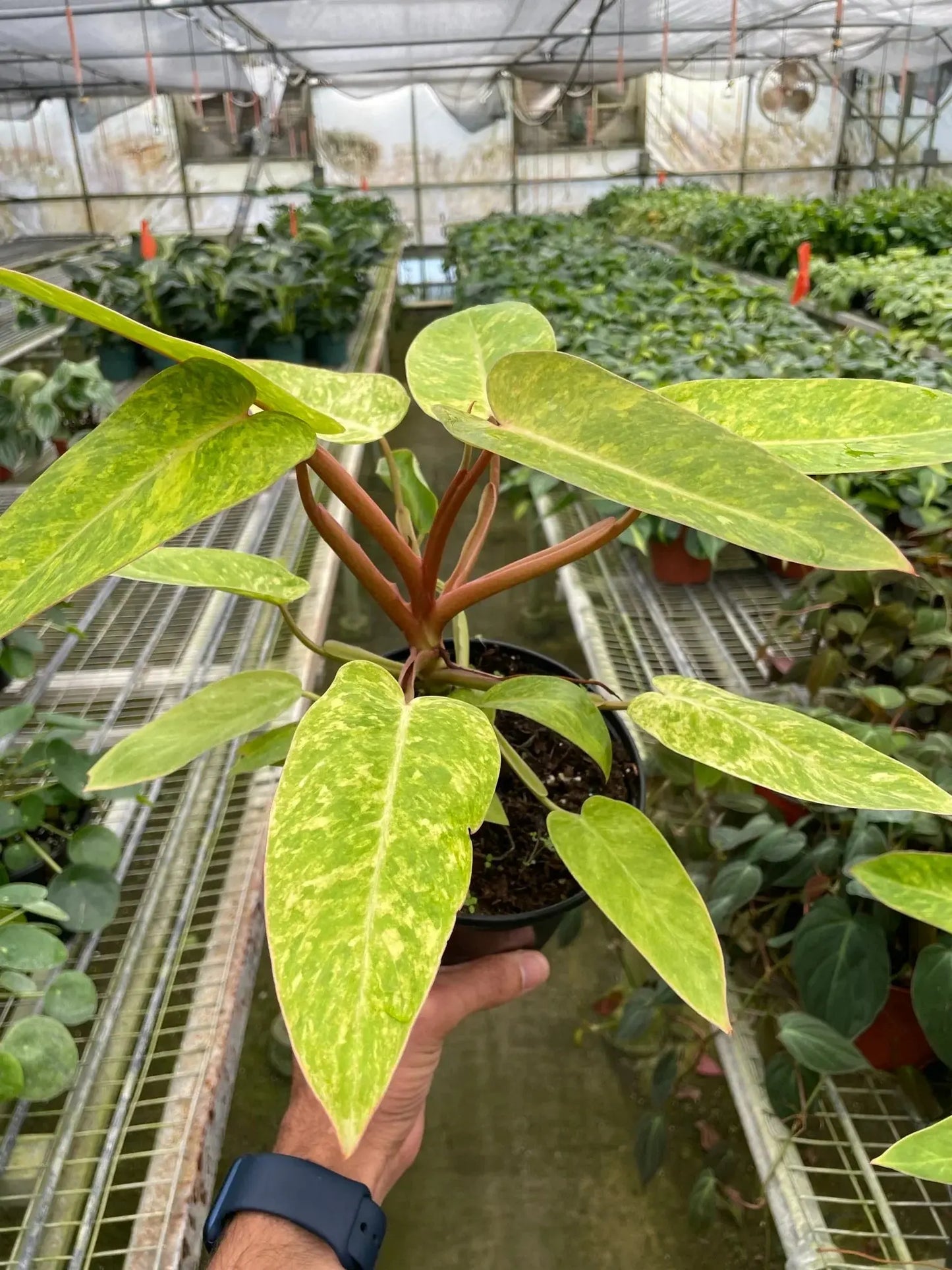 Philodendron 'Painted Lady' House Plant Dropship Botani Haven