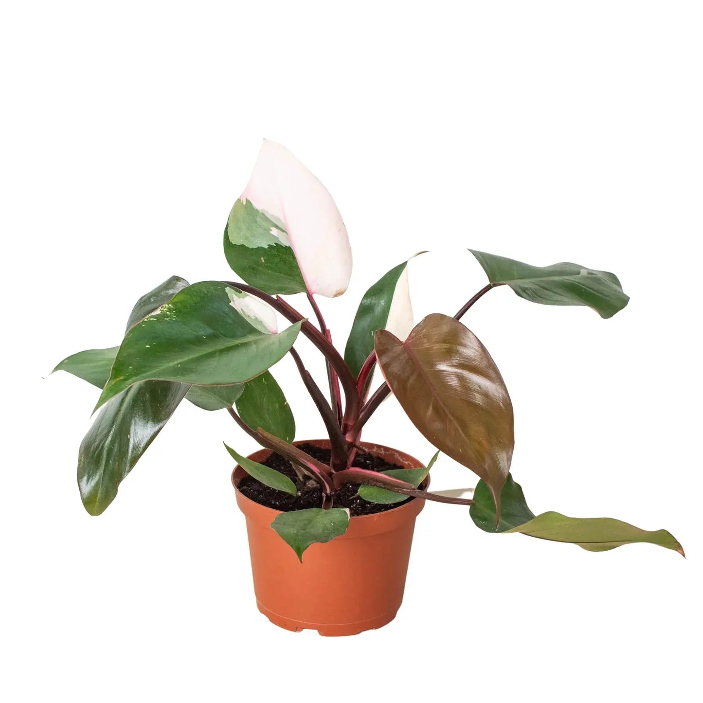 Philodendron 'Pink Princess' House Plant Dropship Botani Haven