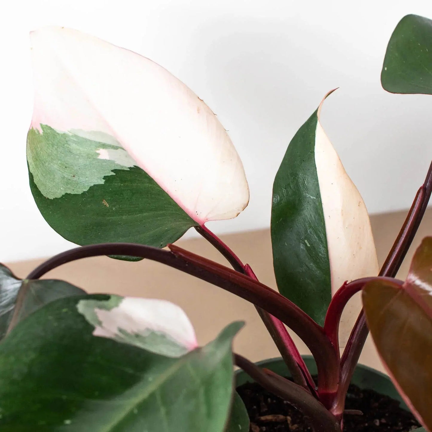 Philodendron 'Pink Princess' House Plant Dropship Botani Haven