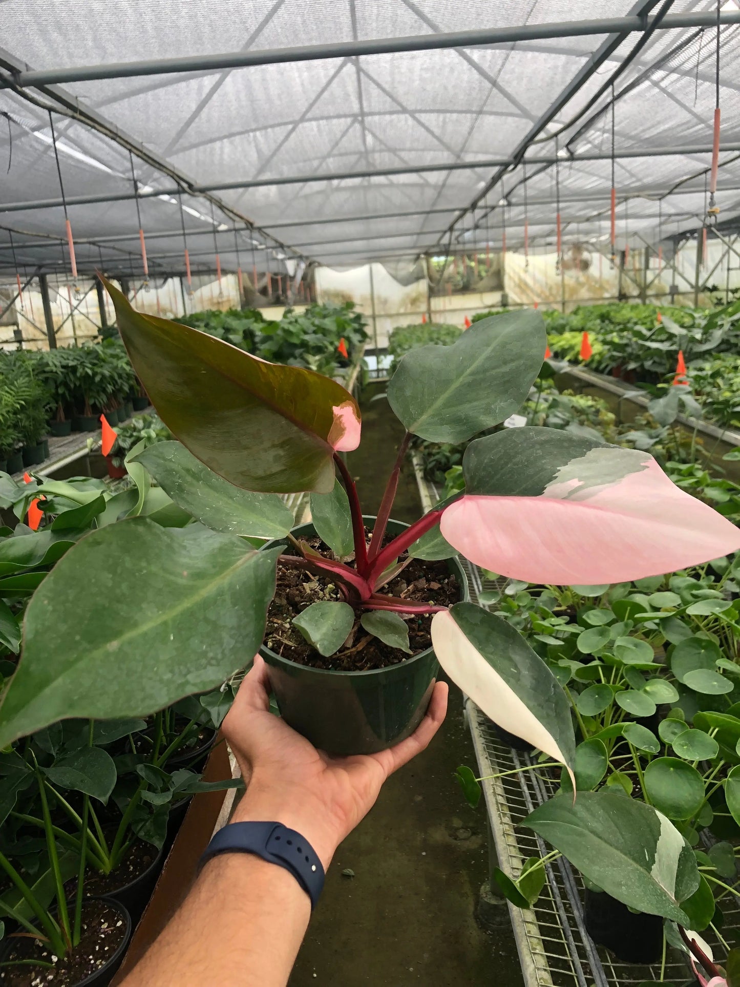 Philodendron 'Pink Princess' House Plant Dropship Botani Haven