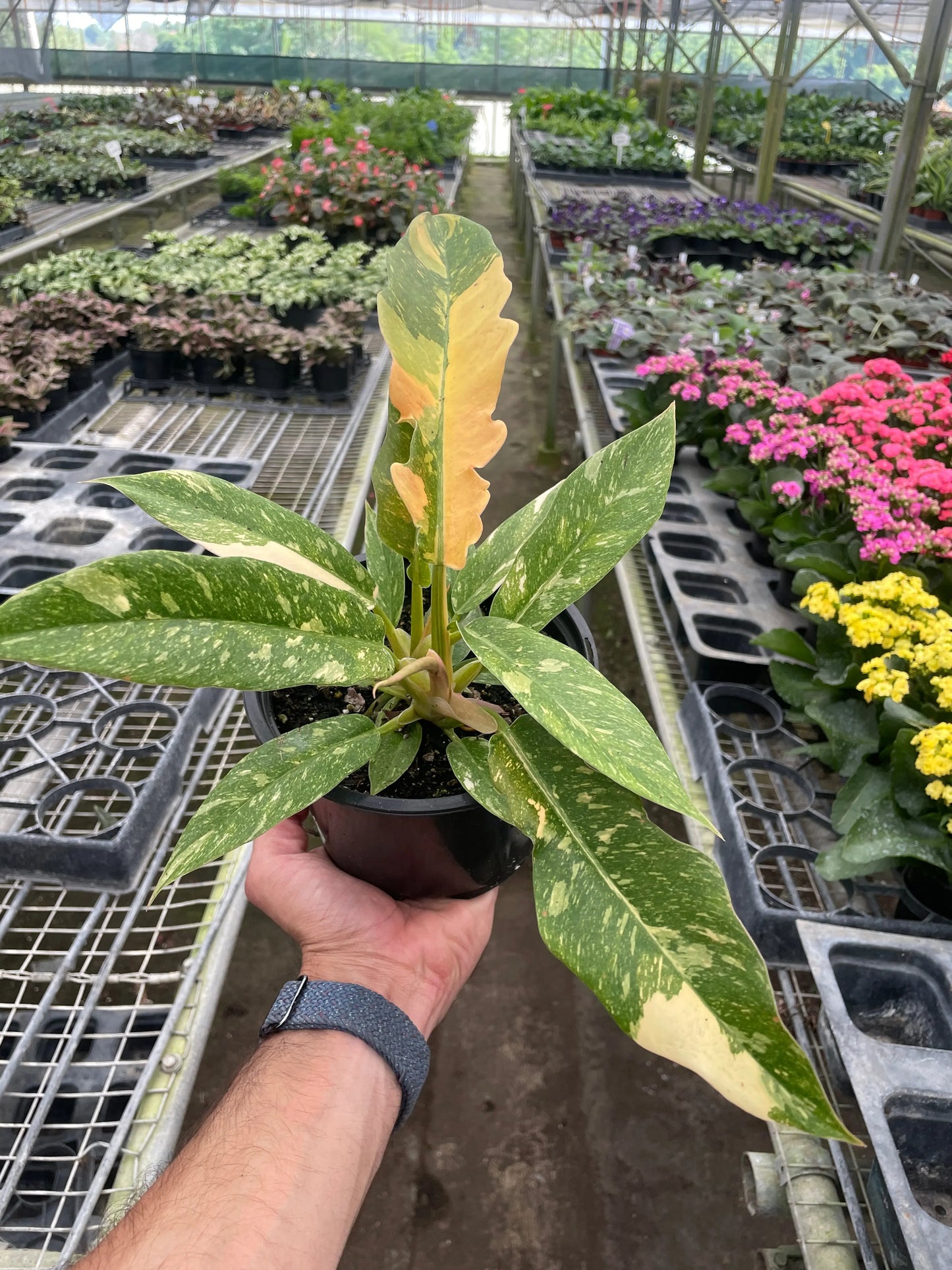 Philodendron 'Ring of Fire Variegated' House Plant Dropship Botani Haven