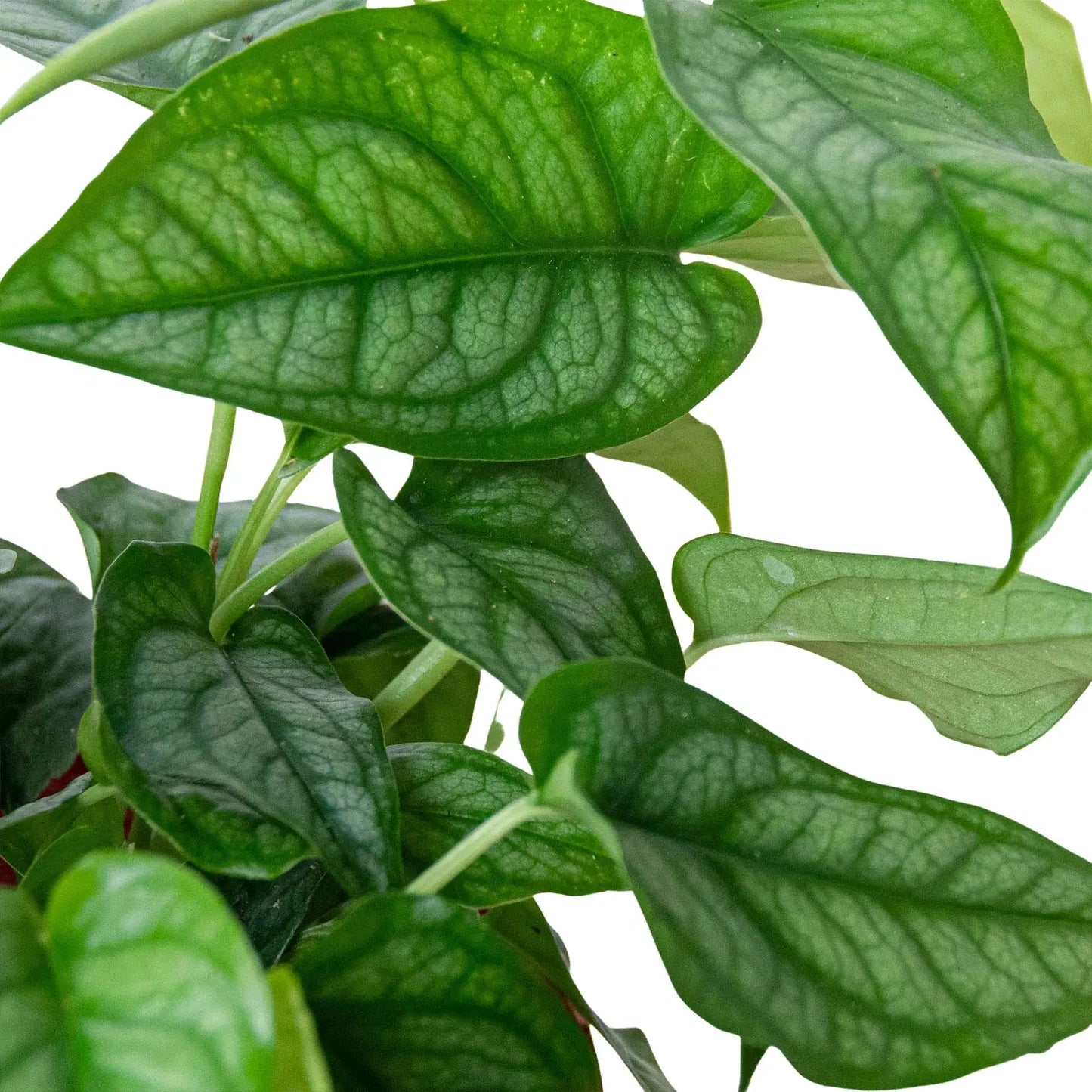 Monstera 'Siltepecana' House Plant Dropship Botani Haven