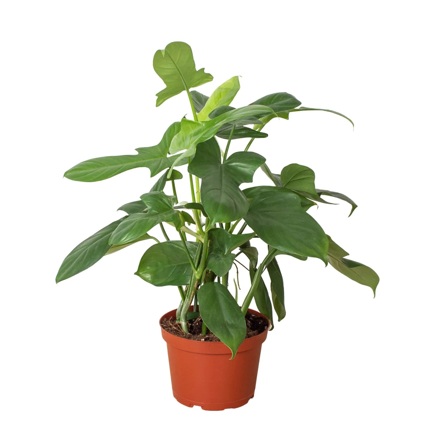 Philodendron 'Silver Sword' House Plant Dropship Botani Haven