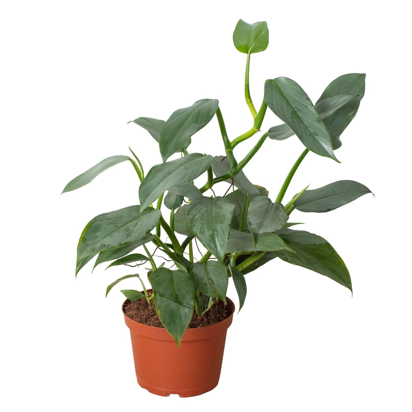 Philodendron 'Silver Sword' House Plant Dropship Botani Haven