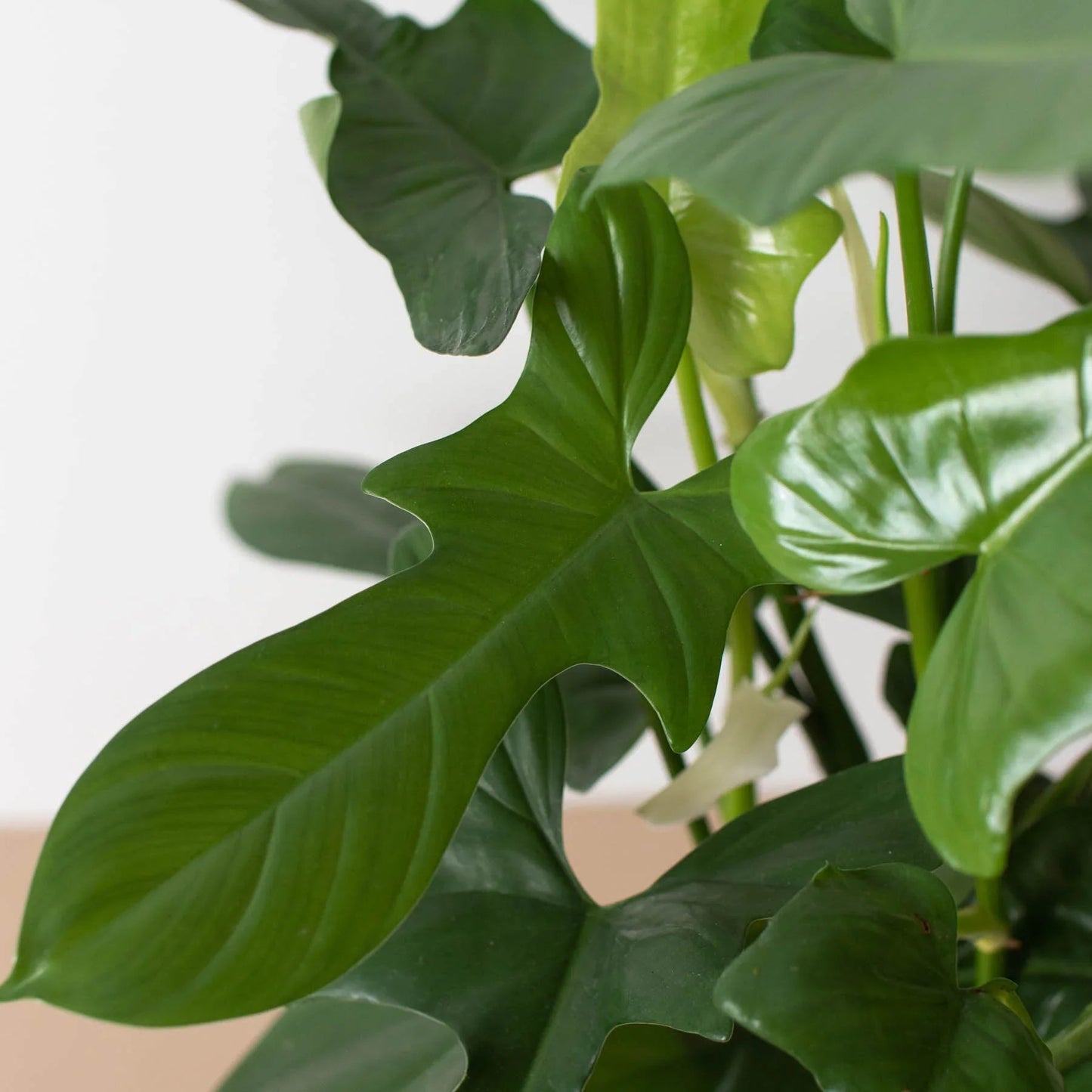 Philodendron 'Silver Sword' House Plant Dropship Botani Haven
