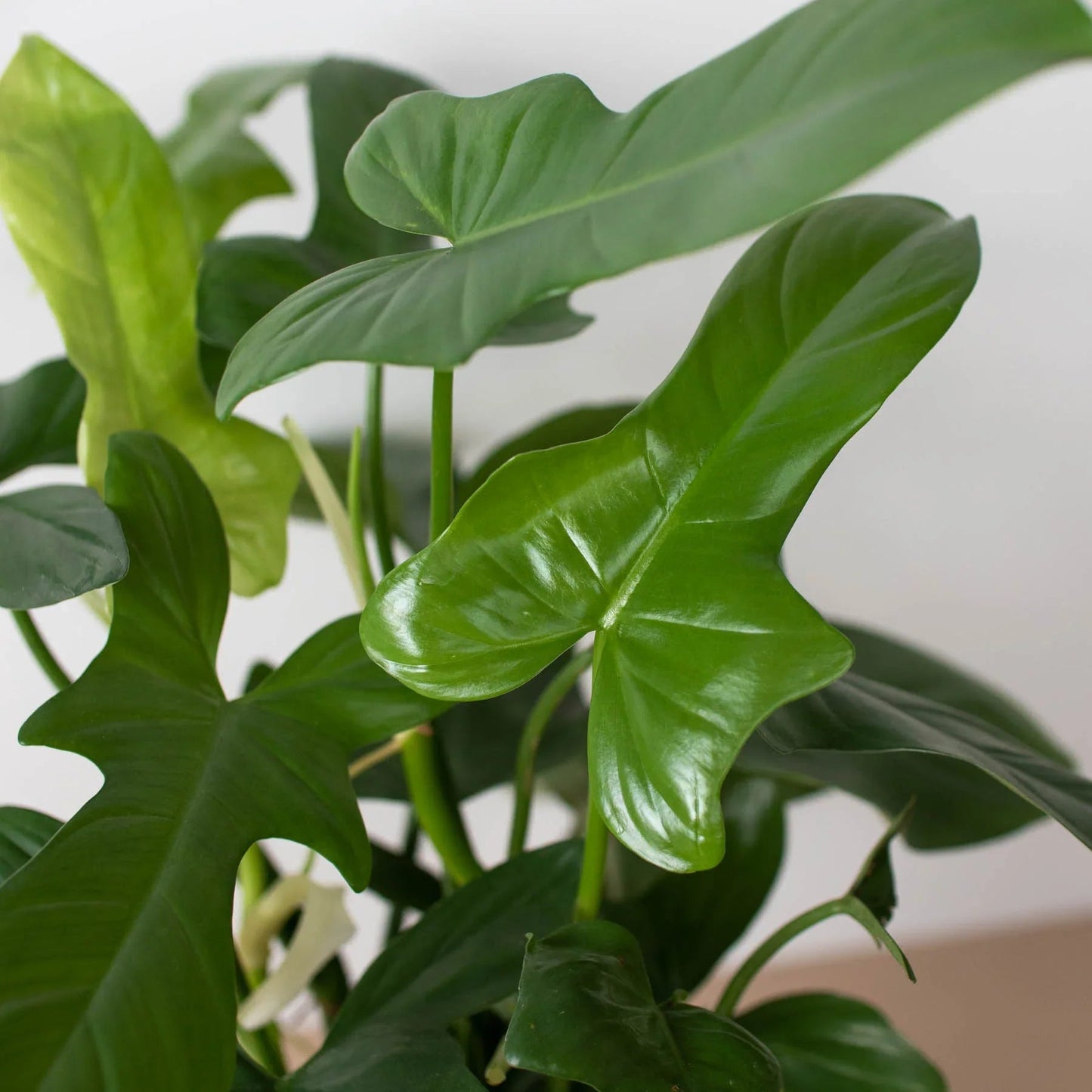 Philodendron 'Silver Sword' House Plant Dropship Botani Haven