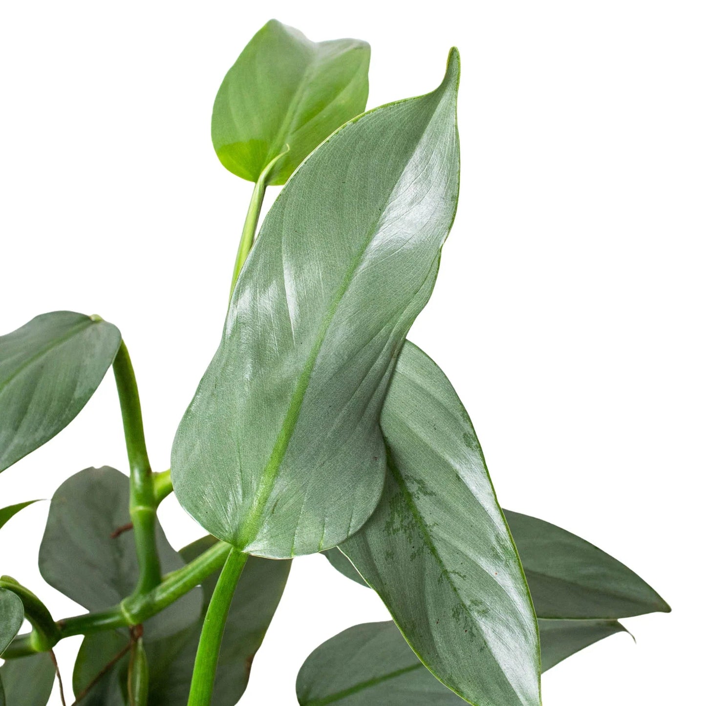 Philodendron 'Silver Sword' House Plant Dropship Botani Haven
