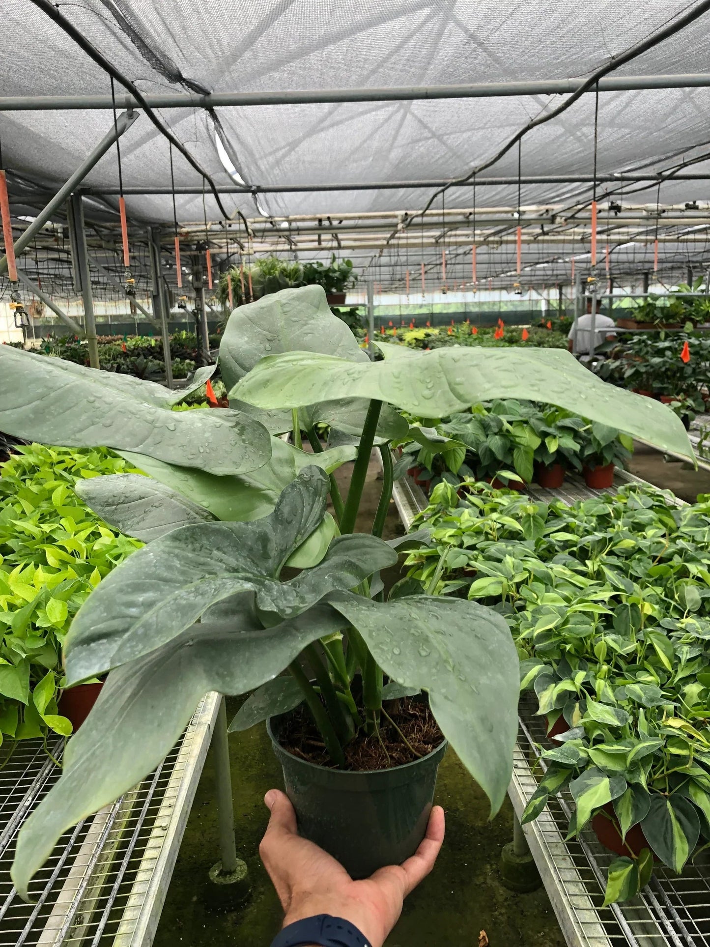Philodendron 'Silver Sword' House Plant Dropship Botani Haven