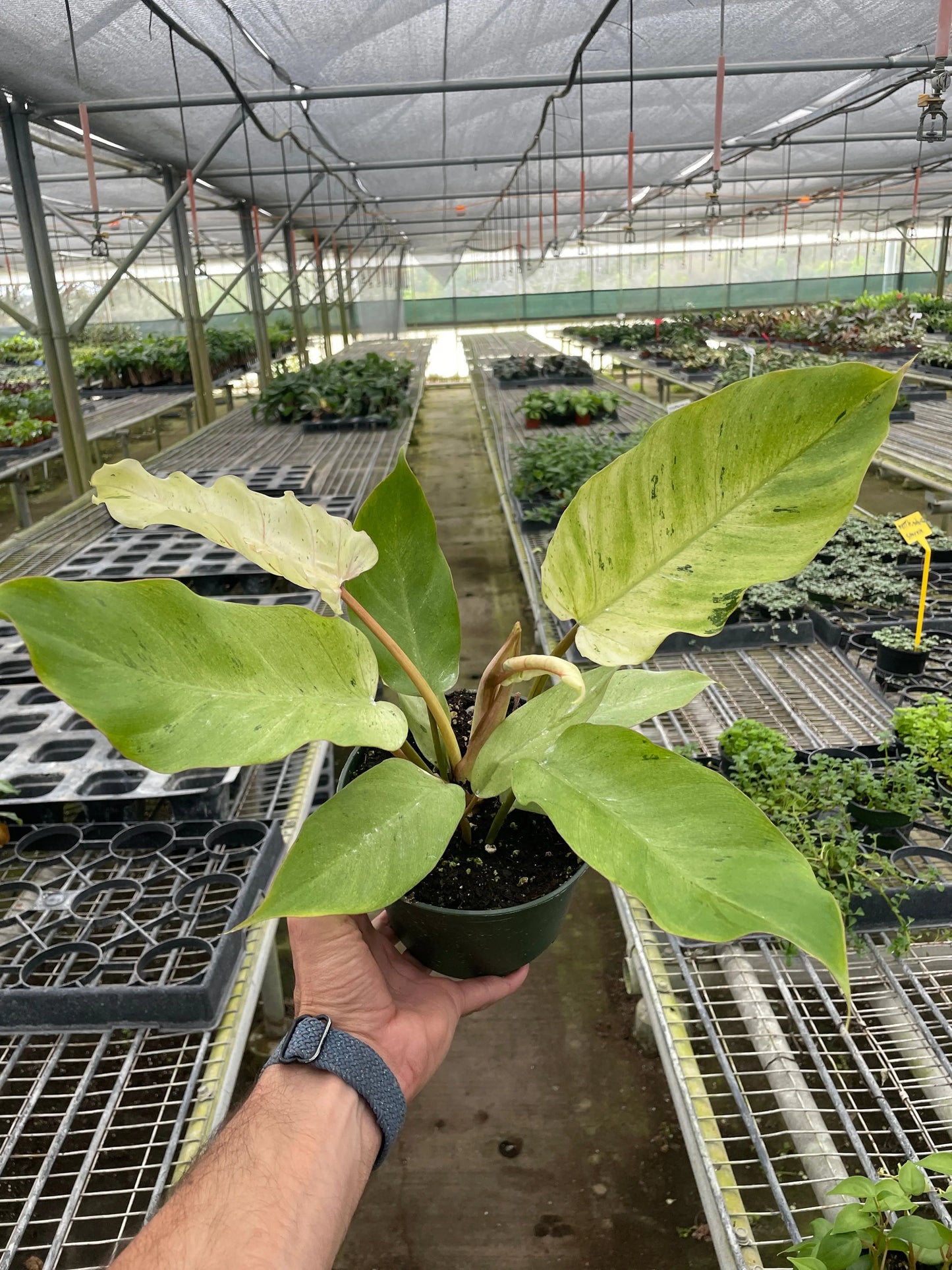 Philodendron 'Snowdrift' House Plant Dropship Botani Haven