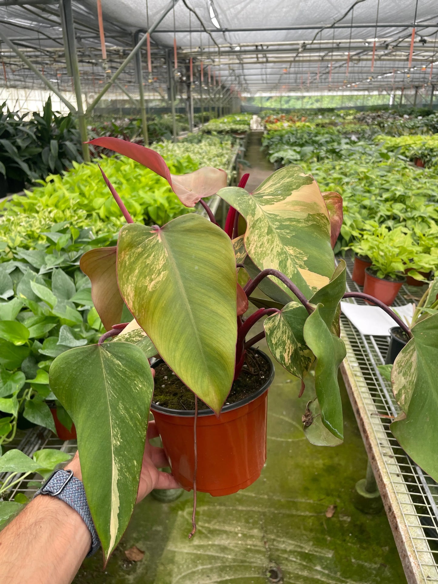 Philodendron 'Strawberry Shake' House Plant Dropship Botani Haven