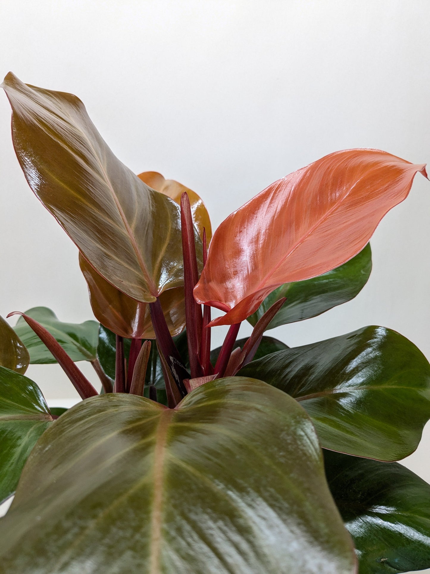 Philodendron 'Sun Red' House Plant Dropship Botani Haven