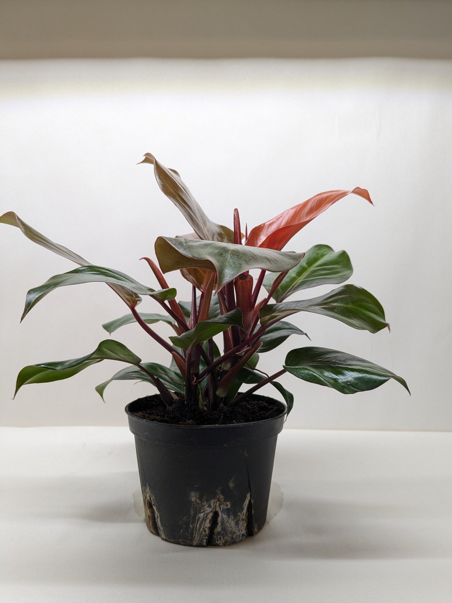 Philodendron 'Sun Red' House Plant Dropship Botani Haven