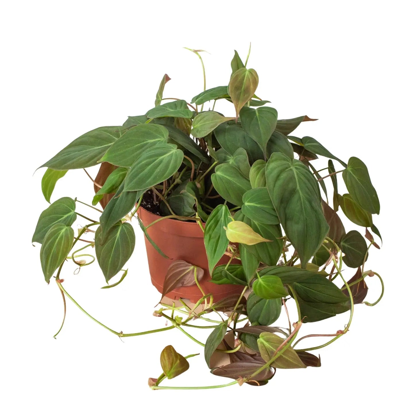Philodendron 'Velvet' House Plant Dropship Botani Haven