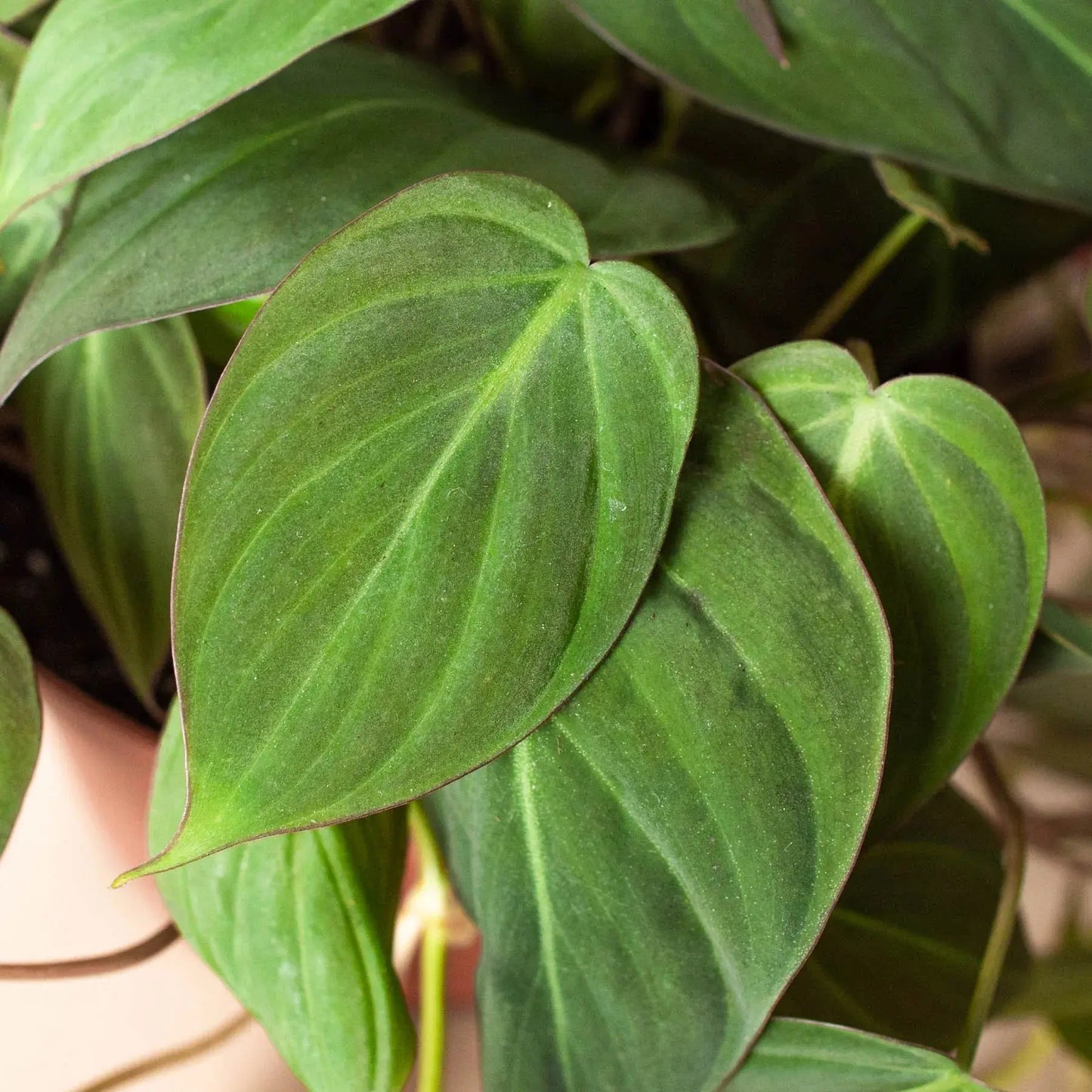 Philodendron 'Velvet' House Plant Dropship Botani Haven