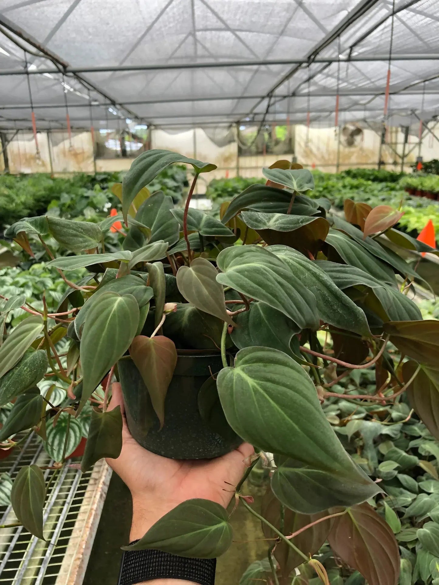Philodendron 'Velvet' House Plant Dropship Botani Haven