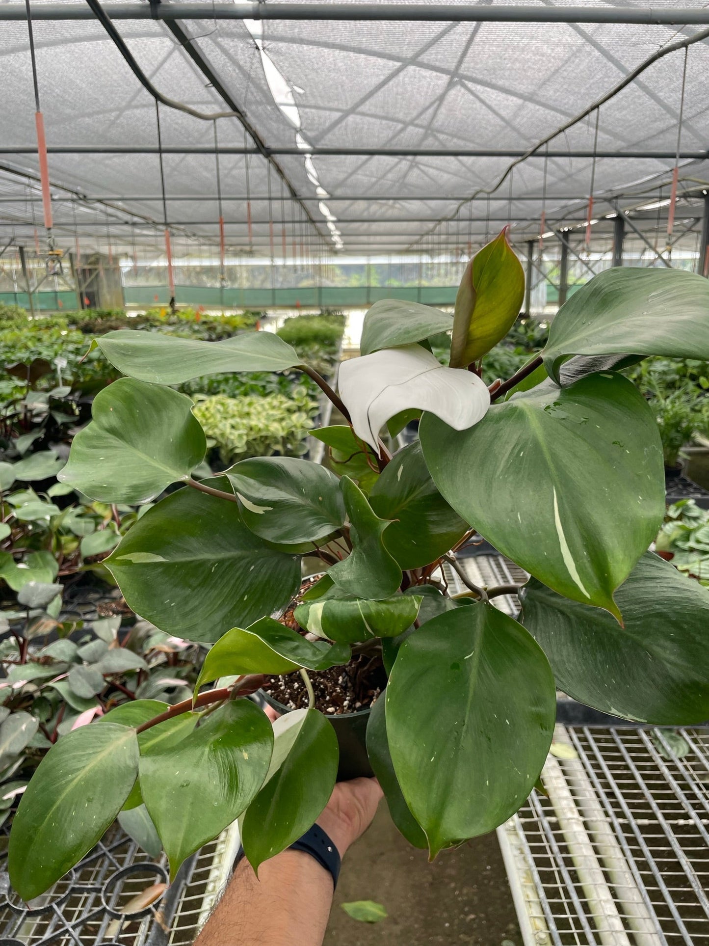 Philodendron 'White Knight' House Plant Dropship Botani Haven