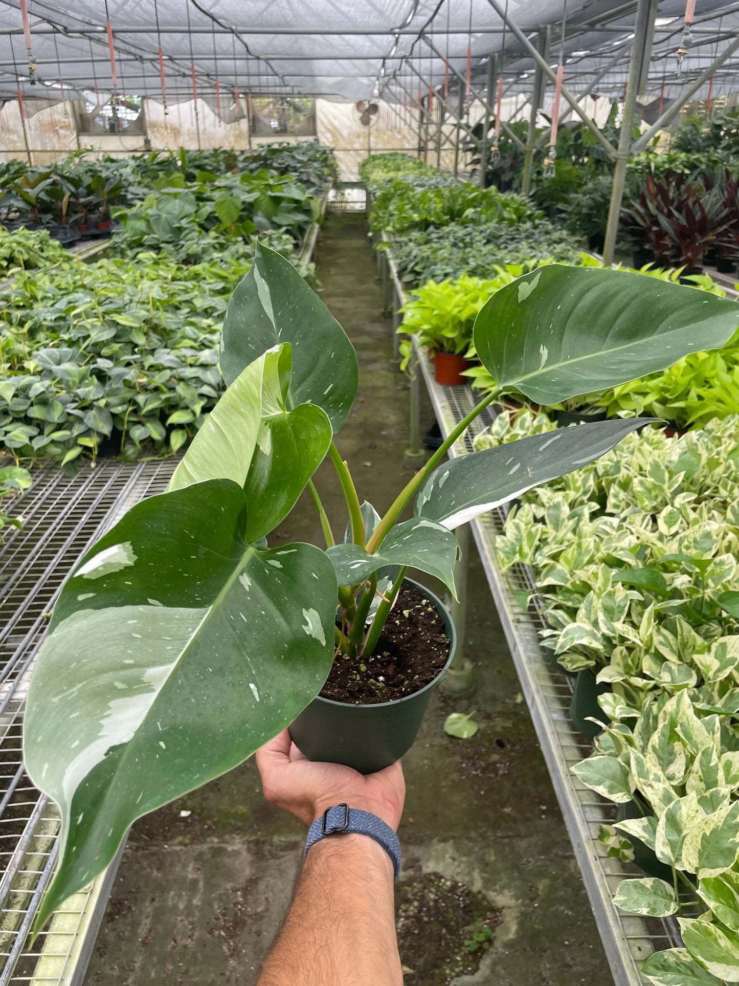 Philodendron 'White Princess' House Plant Dropship Botani Haven