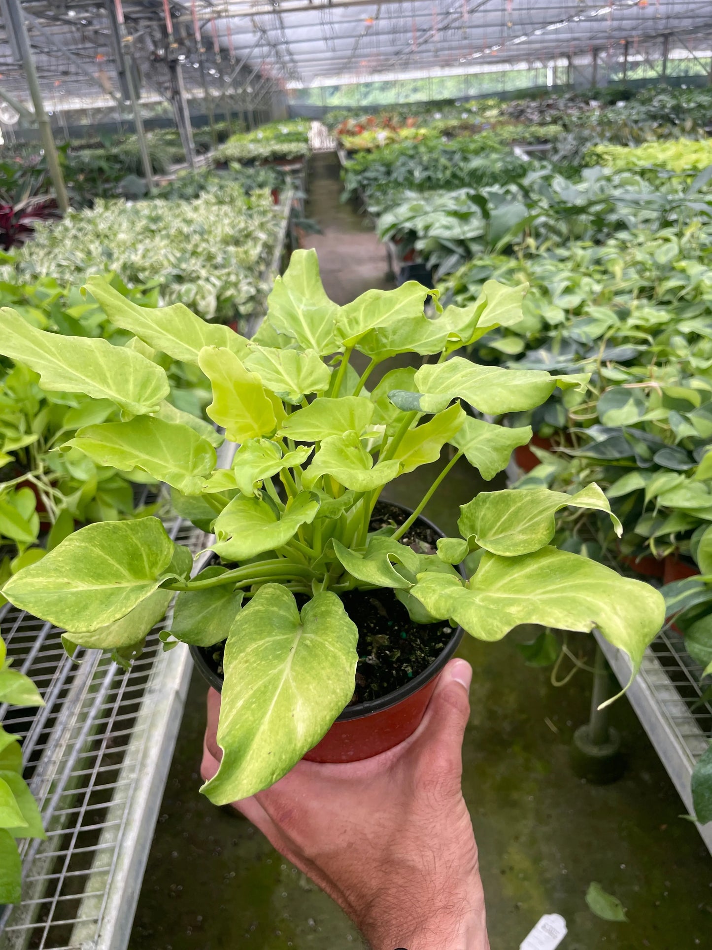 Philodendron 'Xanadu' Variegated House Plant Dropship Botani Haven