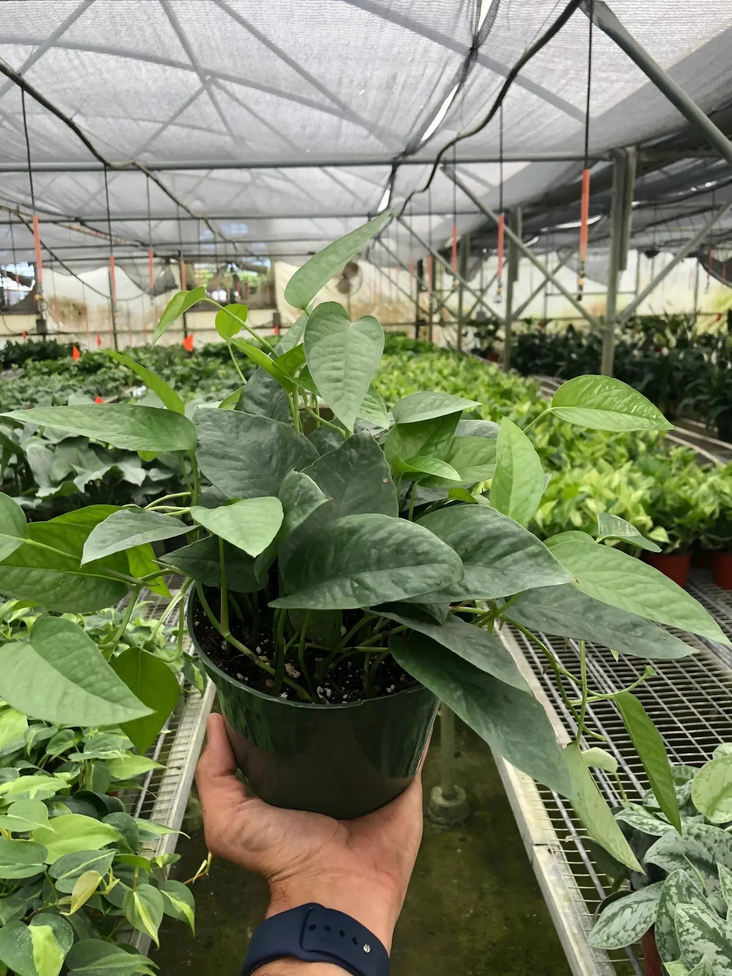 Pothos 'Cebu Blue' House Plant Dropship Botani Haven