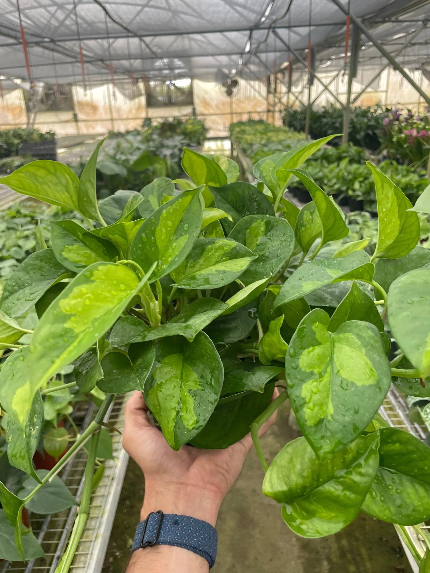 Pothos 'Global Green' House Plant Dropship Botani Haven