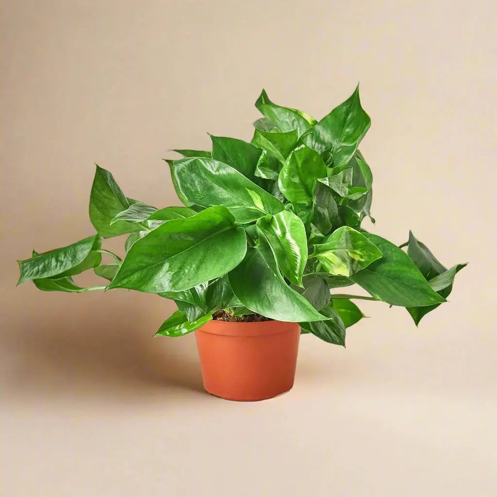 Pothos 'Golden' House Plant Dropship Botani Haven