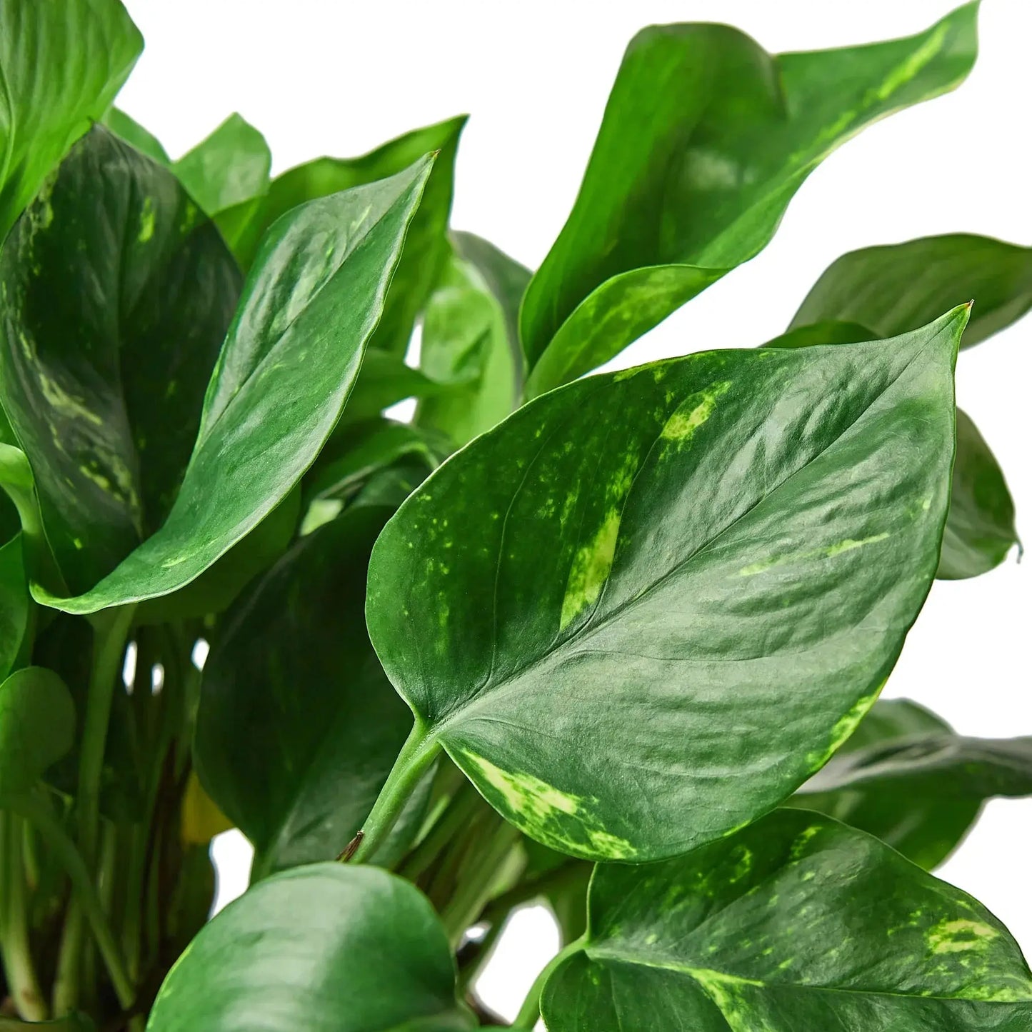 Pothos 'Golden' House Plant Dropship Botani Haven
