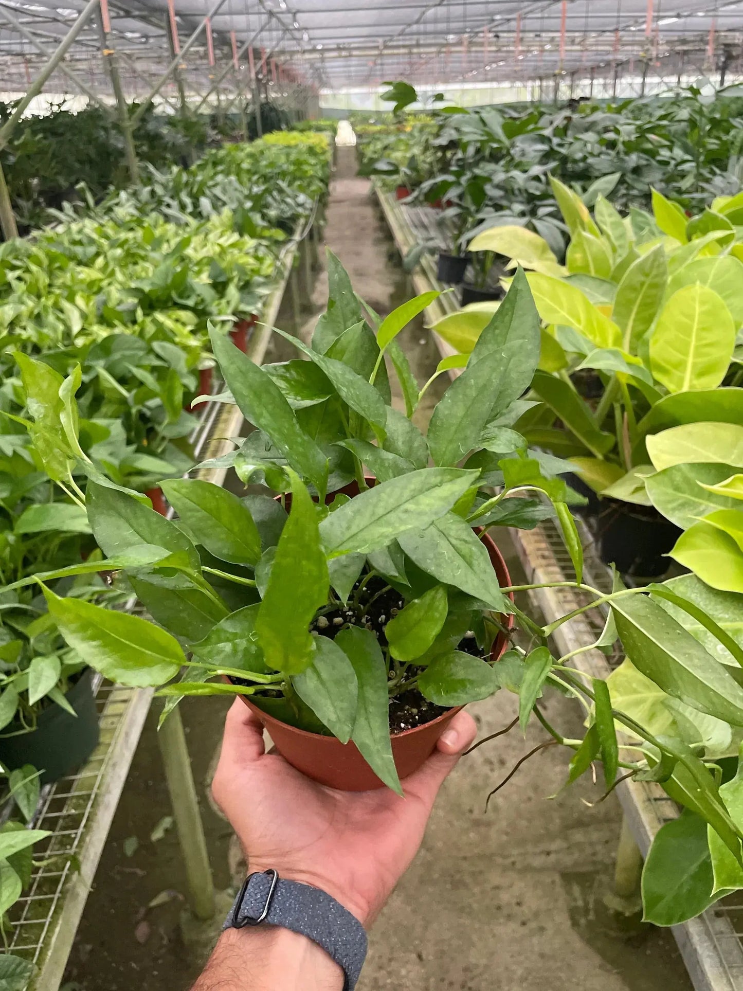 Pothos 'Skeleton Key' House Plant Dropship Botani Haven