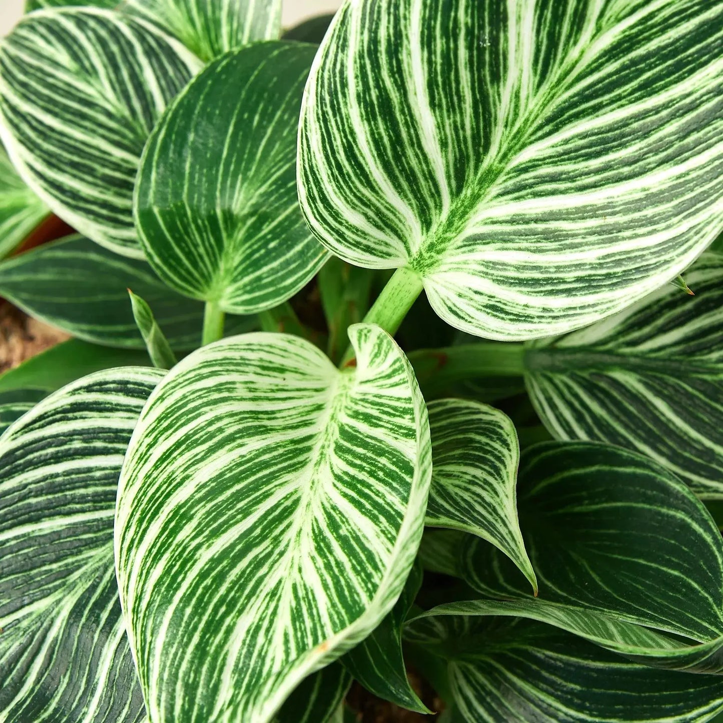 Philodendron 'Birkin' House Plant Dropship Botani Haven