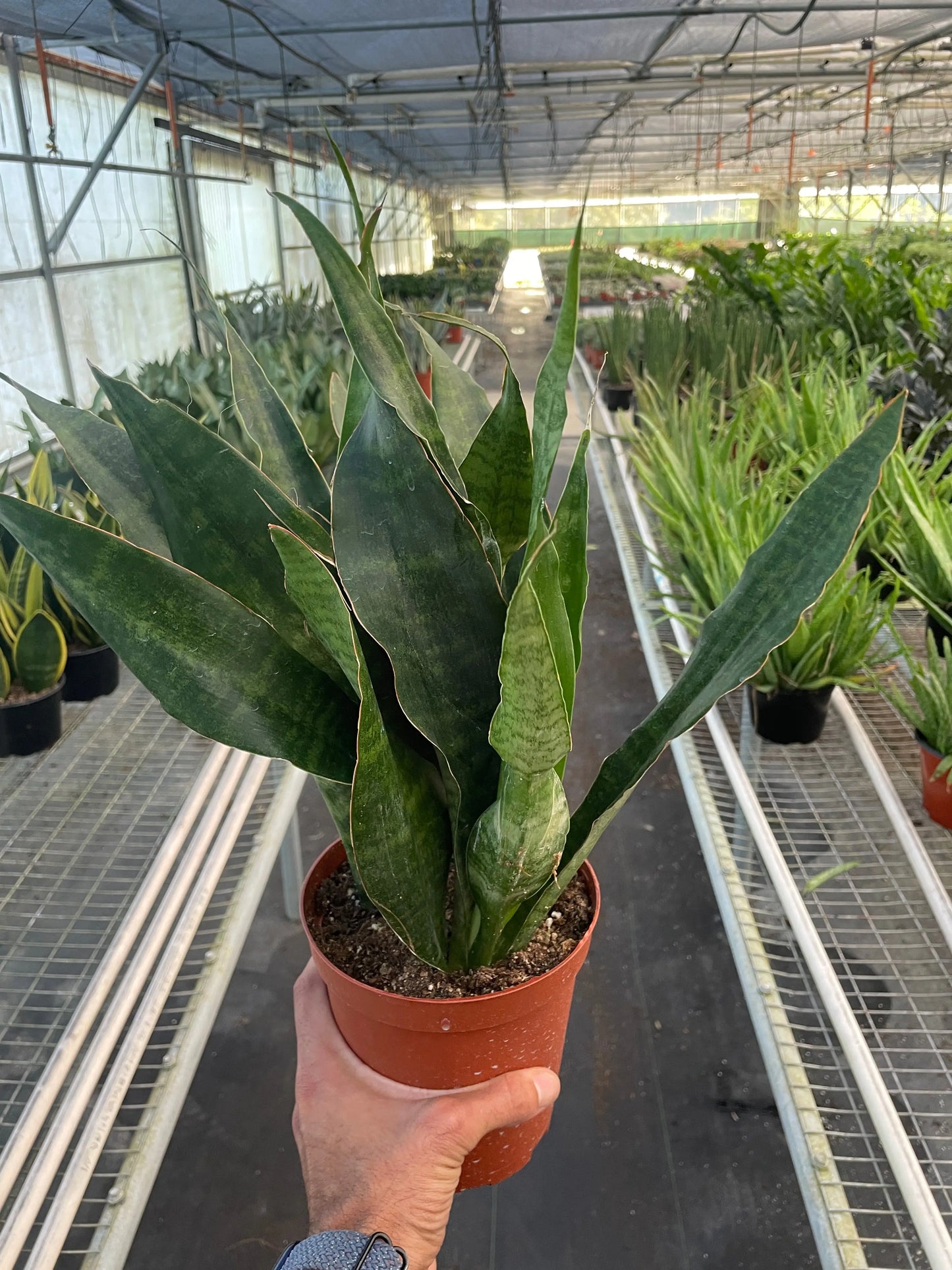 Snake Plant 'Jaboa' House Plant Dropship Botani Haven