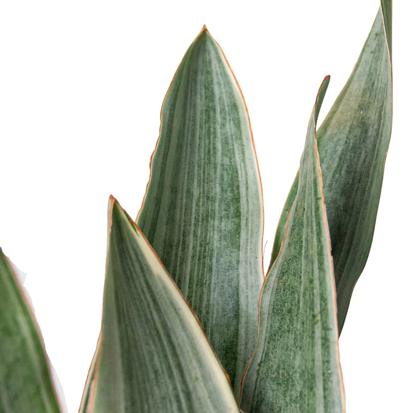 Snake Plant 'Sayuri' House Plant Dropship Botani Haven