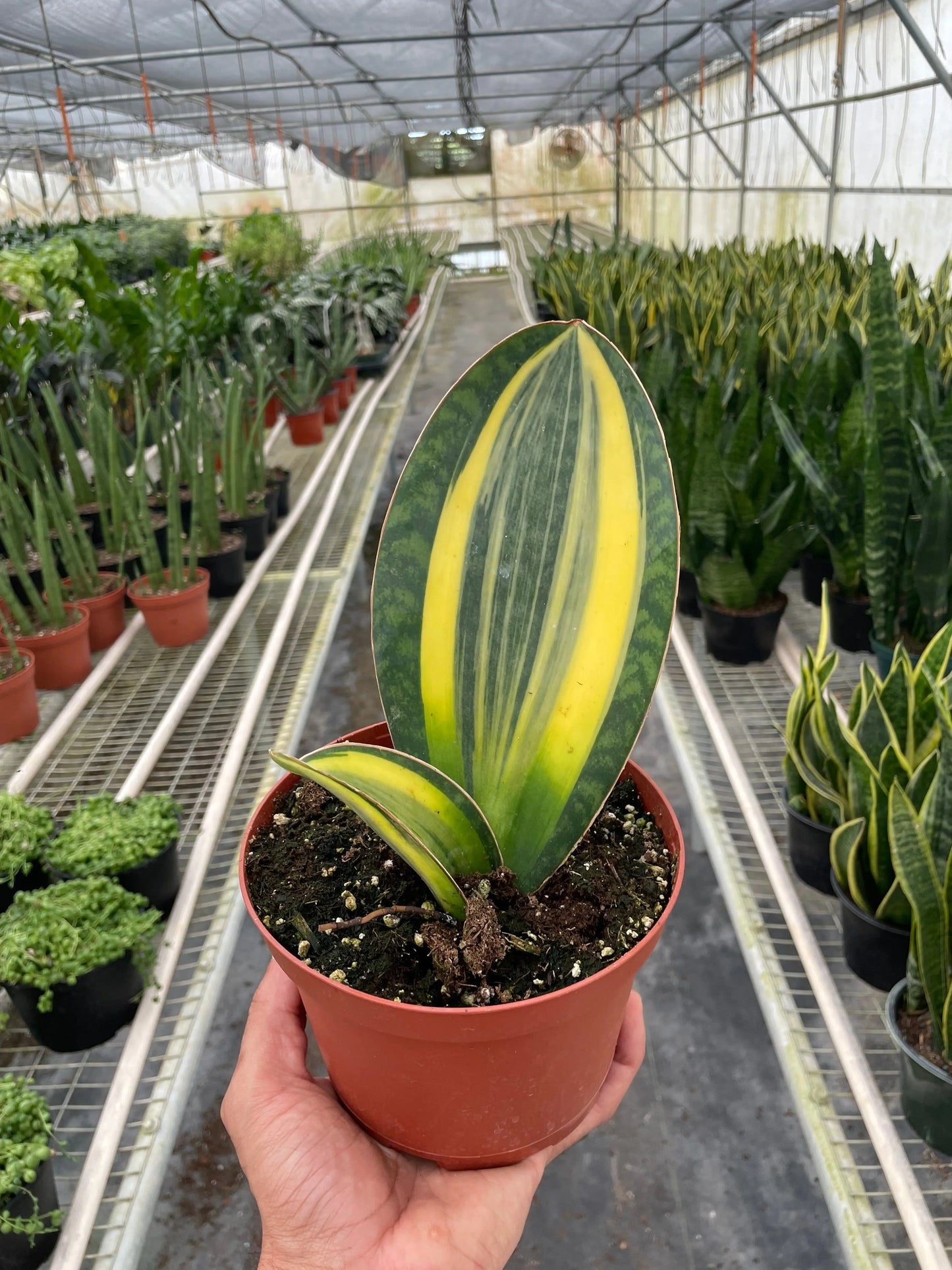 Snake Plant 'Variegated Shark Fin' House Plant Dropship Botani Haven