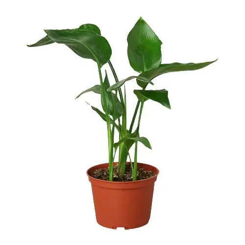 White Bird of Paradise 'Strelitzia Nicolai' House Plant Dropship Botani Haven