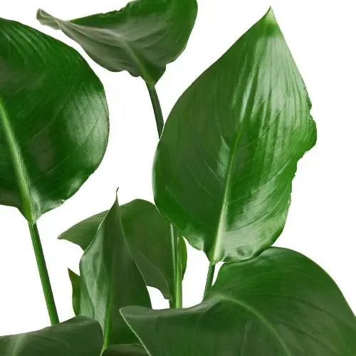 White Bird of Paradise 'Strelitzia Nicolai' House Plant Dropship Botani Haven